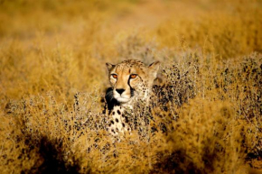 Inverdoorn Game Reserve Lodge
